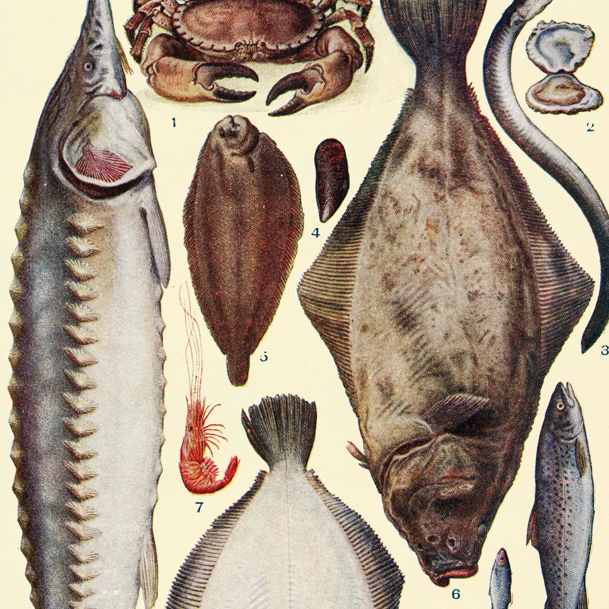 Fisk og skaldyr - Madillustration fra 1923 – billede 4