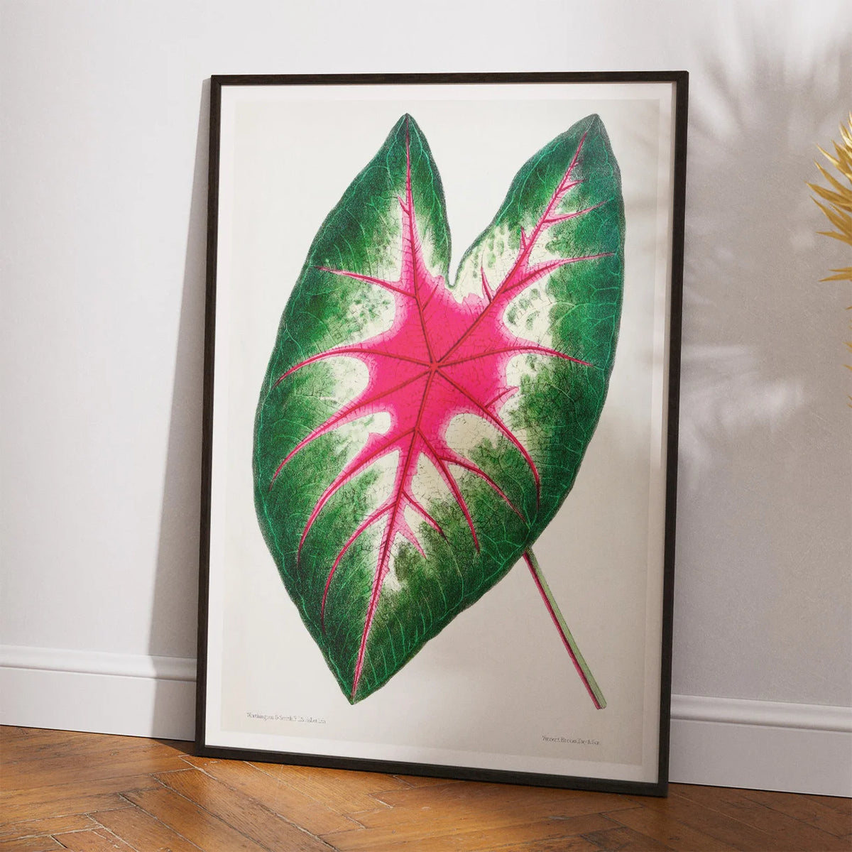 Flamingoblomst - Botanisk illustration fra 1870 – billede 2