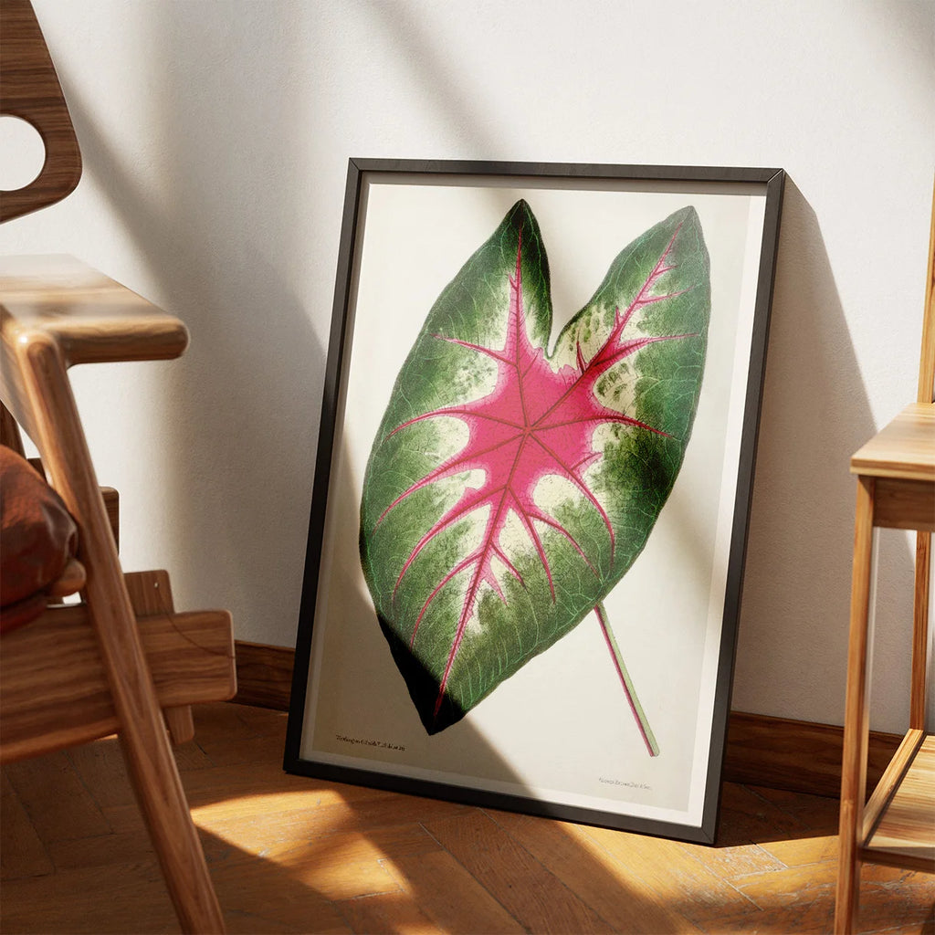 Flamingoblomst - Botanisk illustration fra 1870 – billede 3