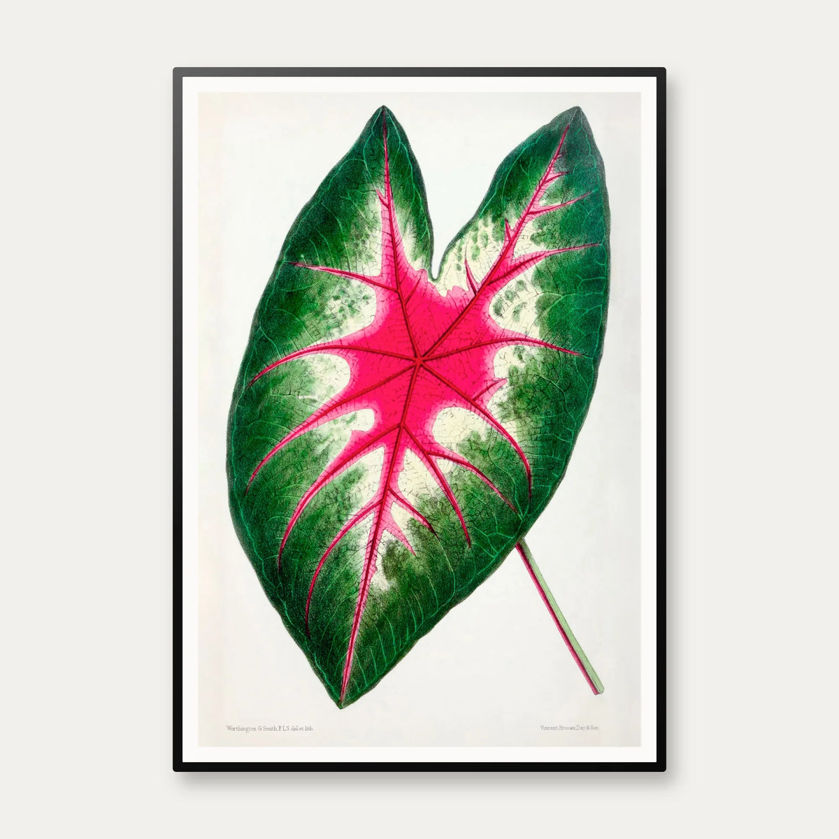 Flamingoblomst - Botanisk illustration fra 1870 – billede 1