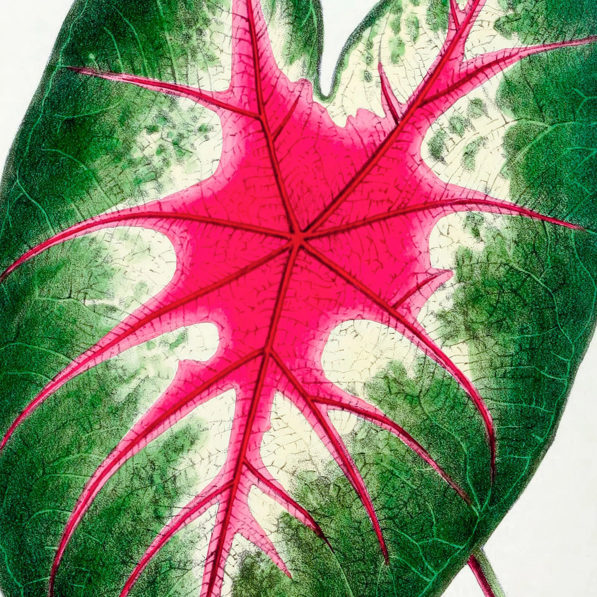 Flamingoblomst - Botanisk illustration fra 1870 – billede 4