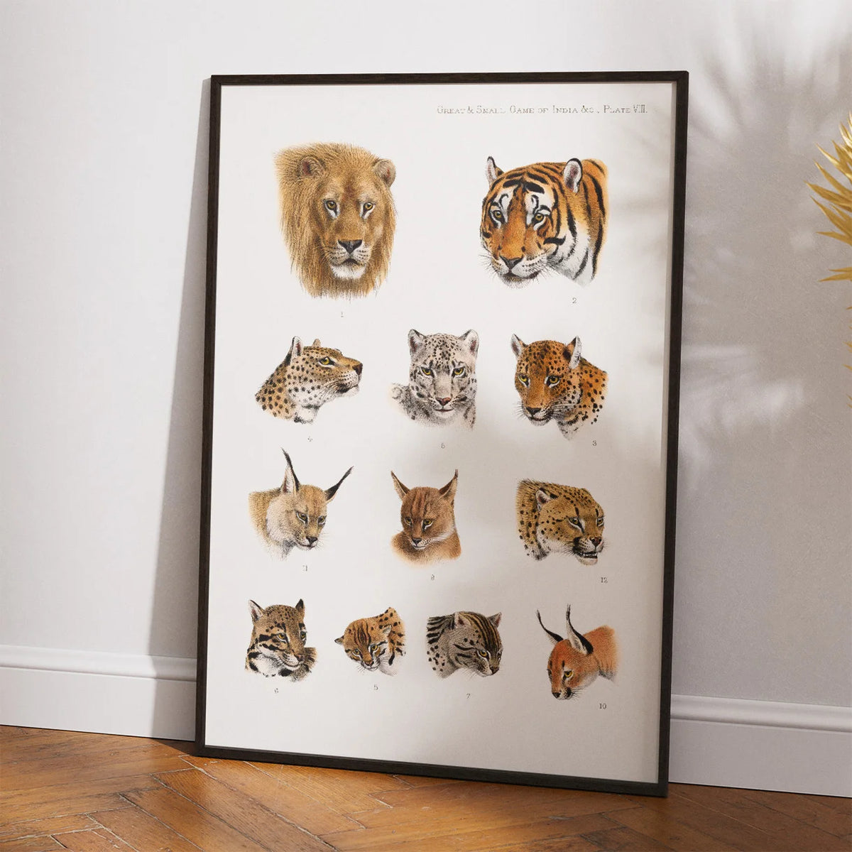 Indiens vilde dyr - Safariillustration fra 1900 – billede 2