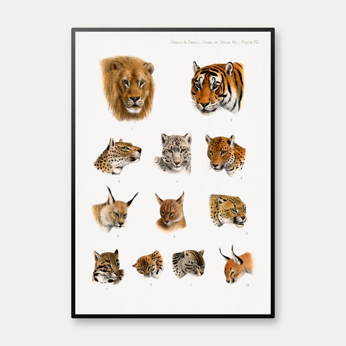 Indiens vilde dyr - Safariillustration fra 1900 – billede 1