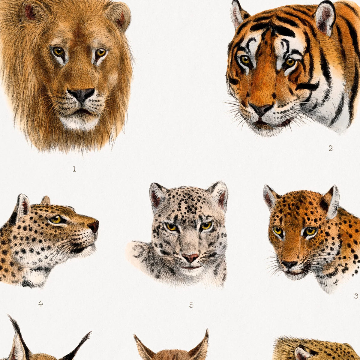 Indiens vilde dyr - Safariillustration fra 1900 – billede 4