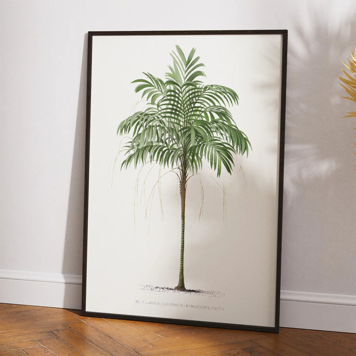 Palmer - Botanisk illustration fra 1878 – billede 2