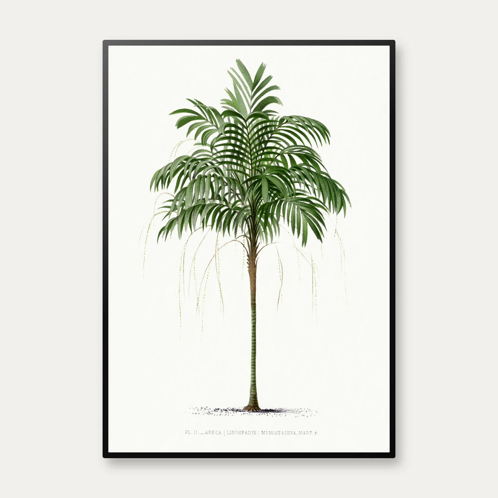 Palmer - Botanisk illustration fra 1878 – billede 1