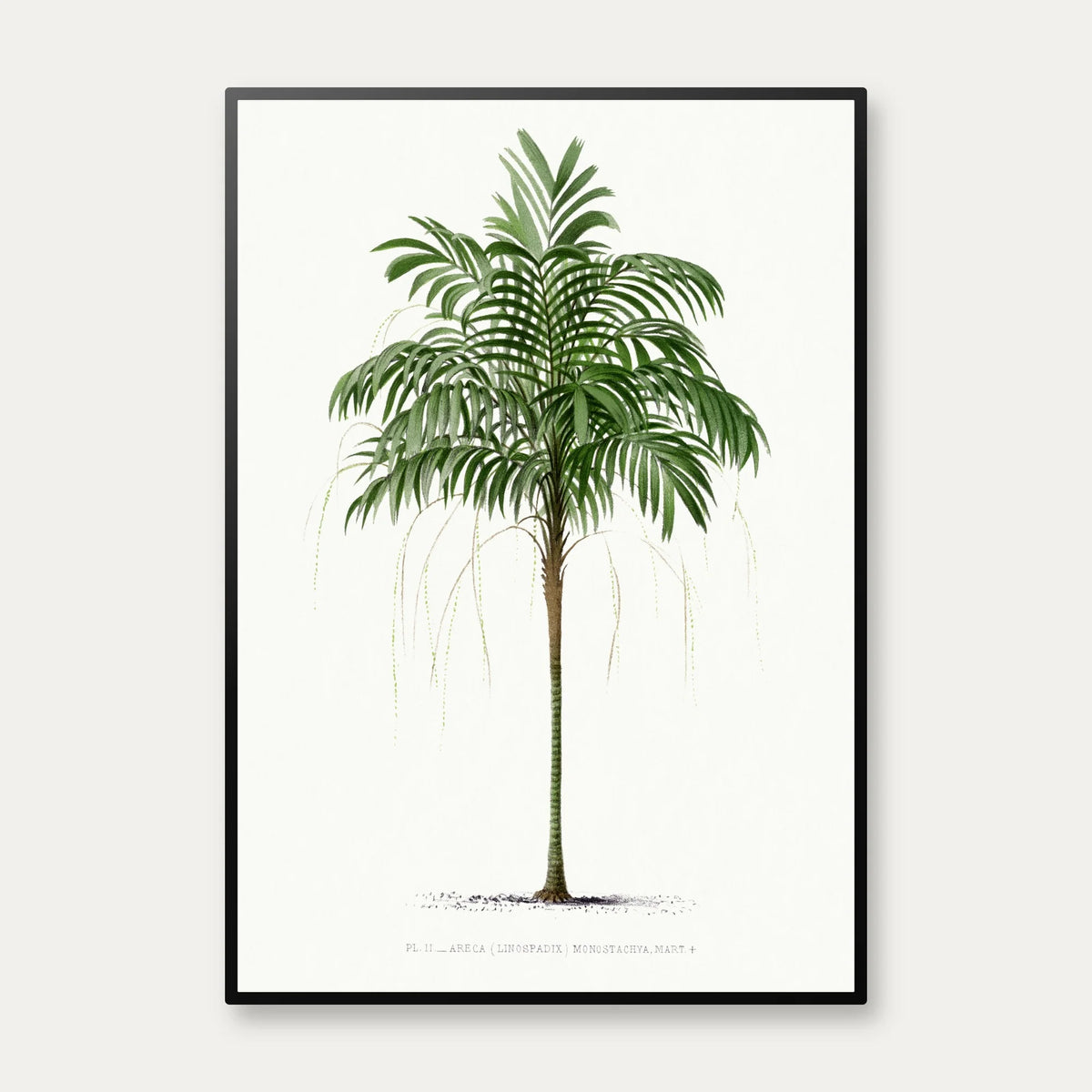 Palmer - Botanisk illustration fra 1878 – billede 1