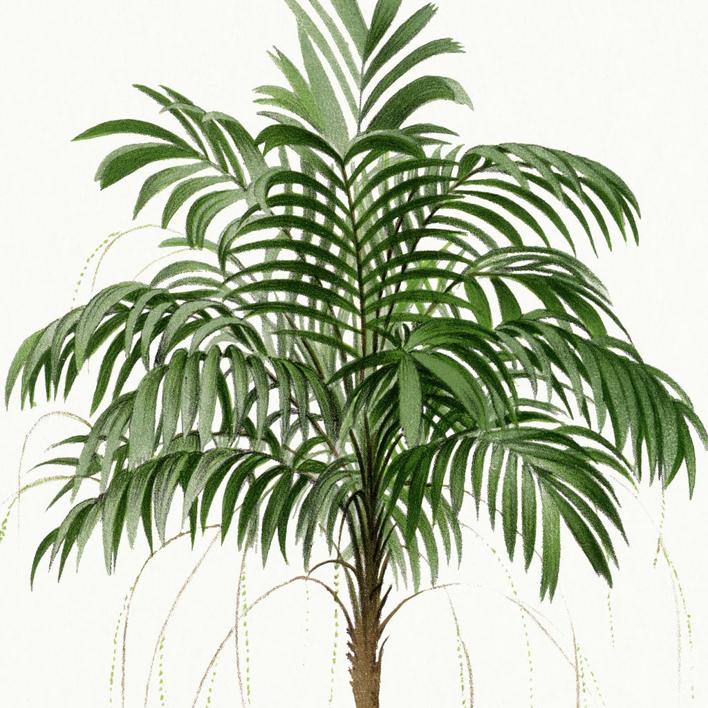 Palmer - Botanisk illustration fra 1878 – billede 4