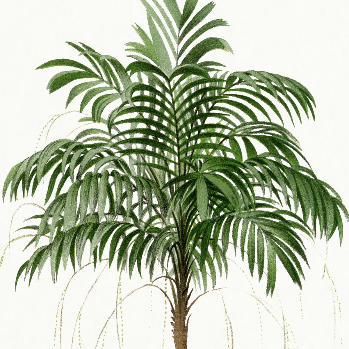 Palmer - Botanisk illustration fra 1878 – billede 4