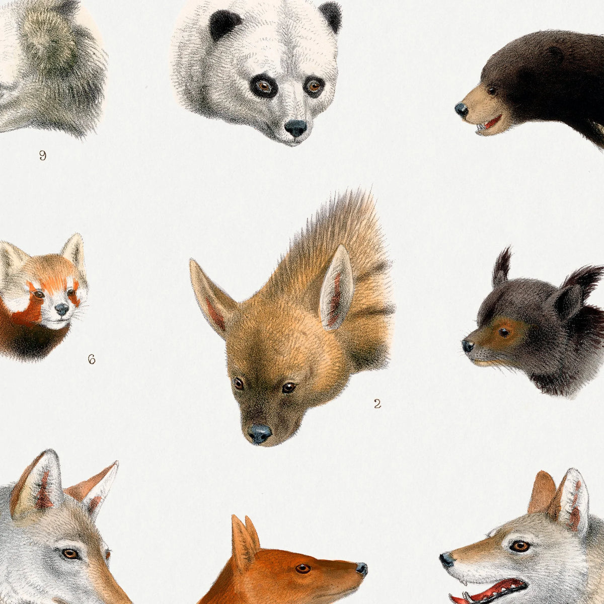 Indiens vilde dyr - Naturillustration fra 1900 – billede 4