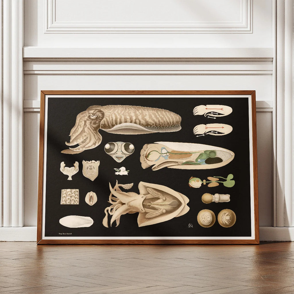 Tiarmet blæksprutte 1910 - Zoologisk planche – billede 2