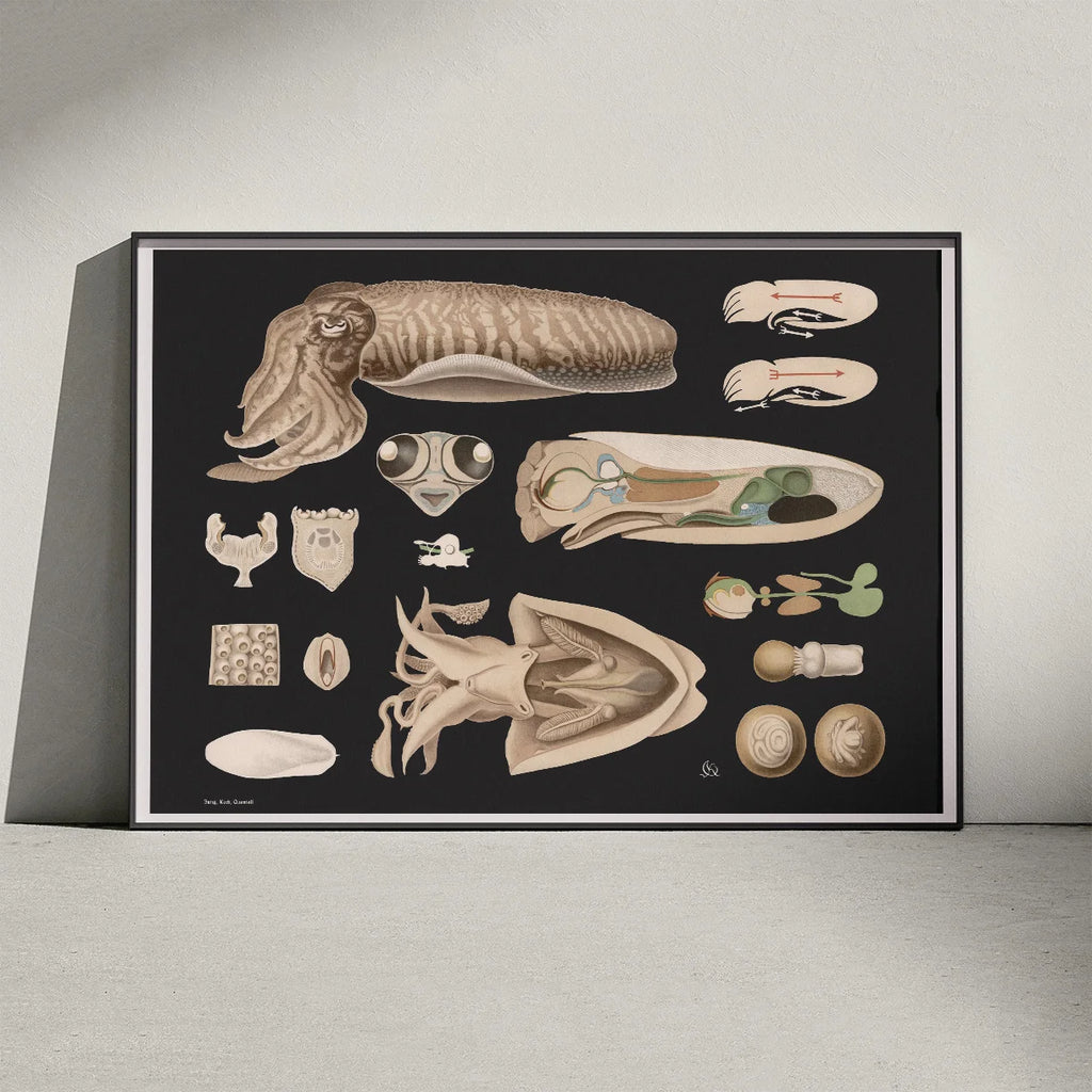 Tiarmet blæksprutte 1910 - Zoologisk planche – billede 3