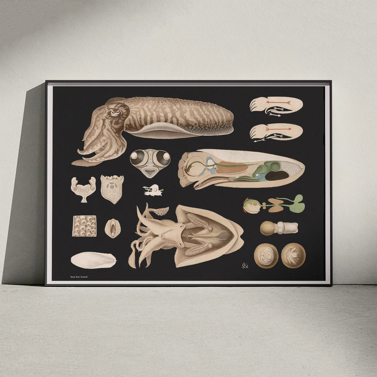 Tiarmet blæksprutte 1910 - Zoologisk planche – billede 3