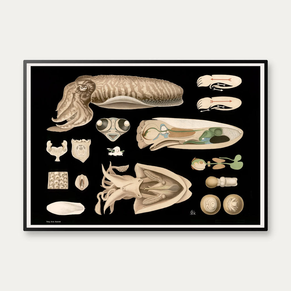 Tiarmet blæksprutte 1910 - Zoologisk planche – billede 1