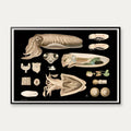 Tiarmet blæksprutte 1910 - Zoologisk planche – billede 1