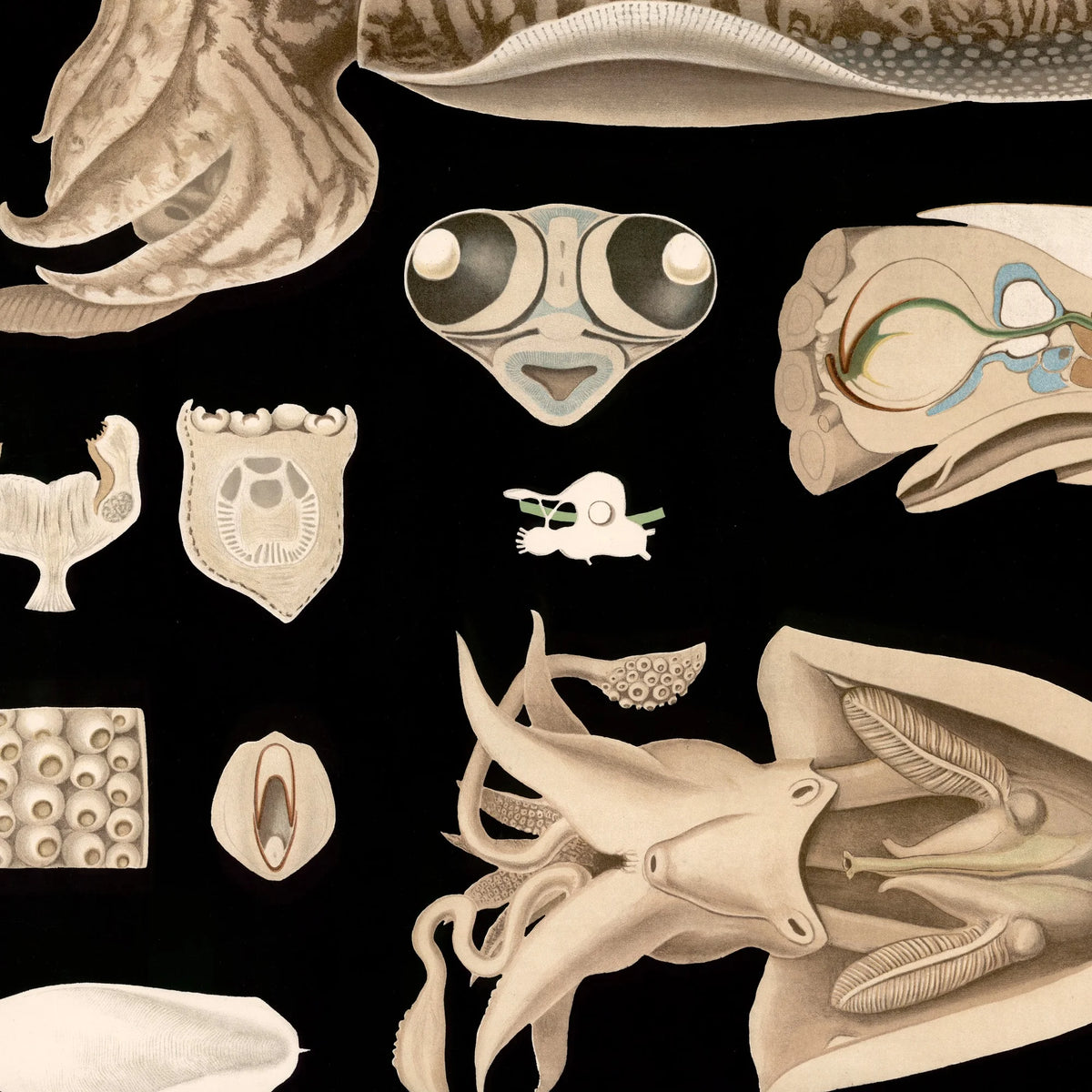 Tiarmet blæksprutte 1910 - Zoologisk planche – billede 4