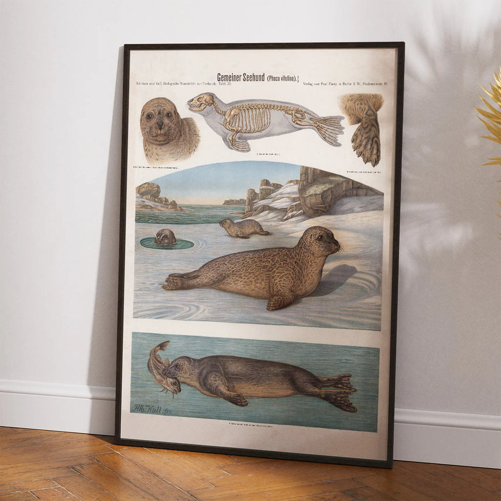 Sælhund 1907 - Zoologisk planche af Albert Kull – billede 2
