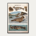 Sælhund 1907 - Zoologisk planche af Albert Kull – billede 1