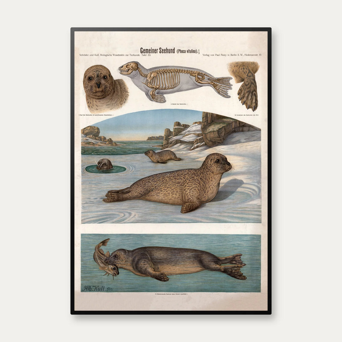 Sælhund 1907 - Zoologisk planche af Albert Kull – billede 1