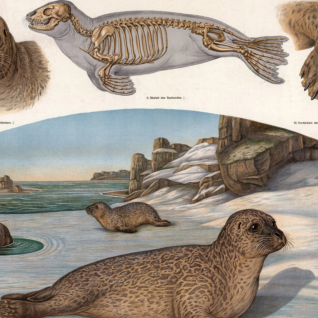 Sælhund 1907 - Zoologisk planche af Albert Kull – billede 4