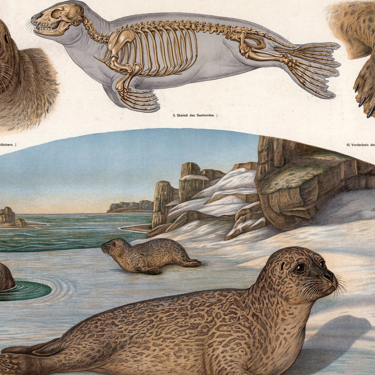 Sælhund 1907 - Zoologisk planche af Albert Kull – billede 4