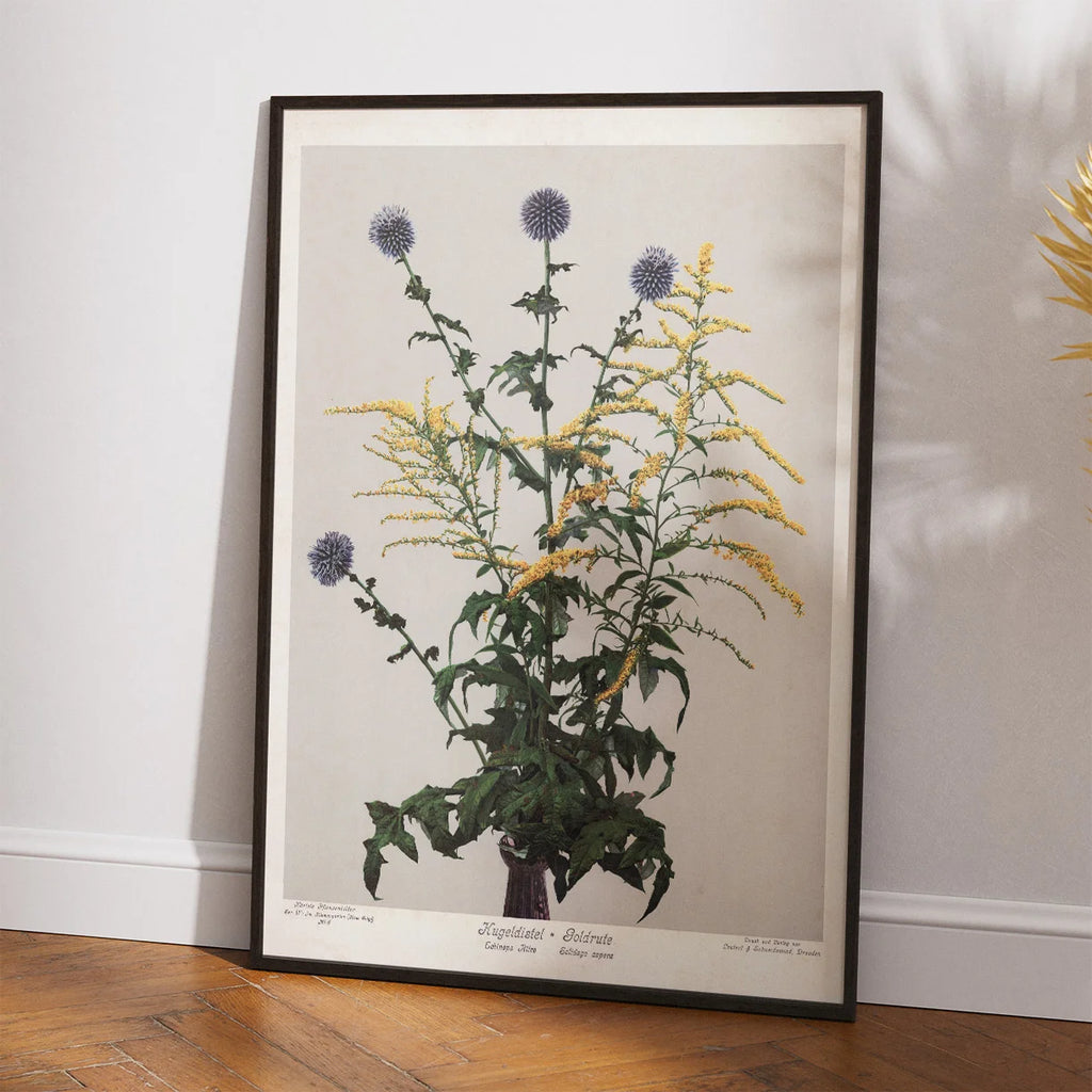 Tidselkugle og gyldenris 1910 - Botanisk planche – billede 2