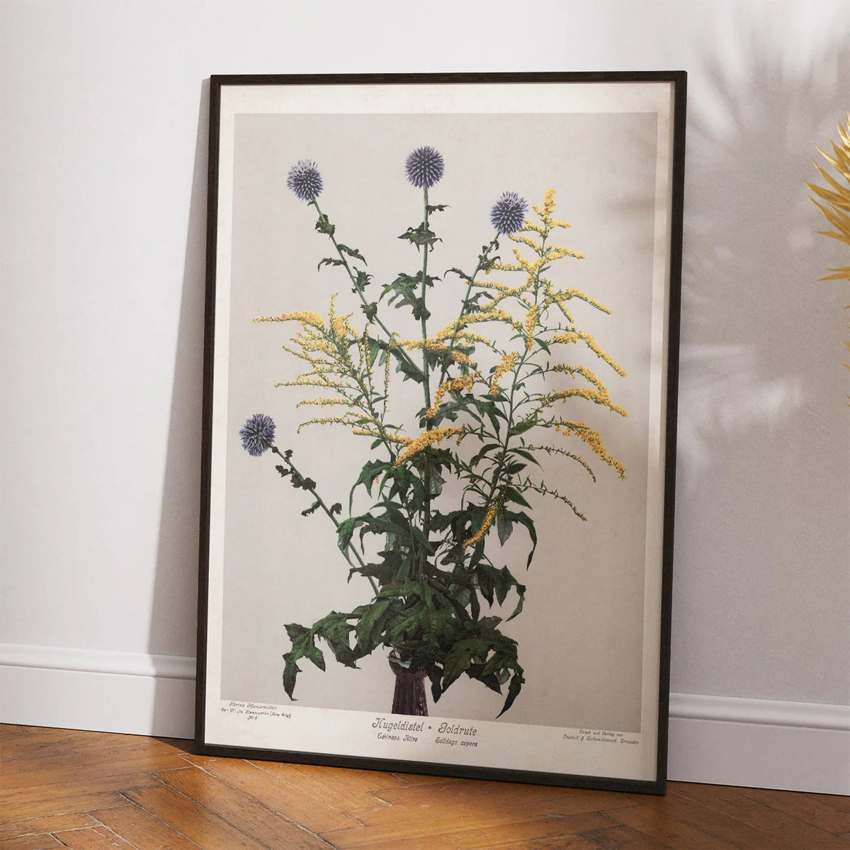 Tidselkugle og gyldenris 1910 - Botanisk planche – billede 2