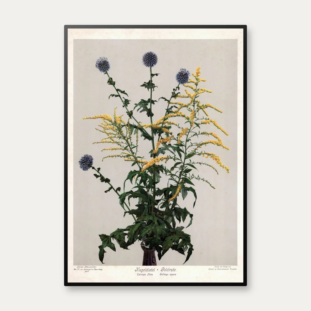 Tidselkugle og gyldenris 1910 - Botanisk planche – billede 1