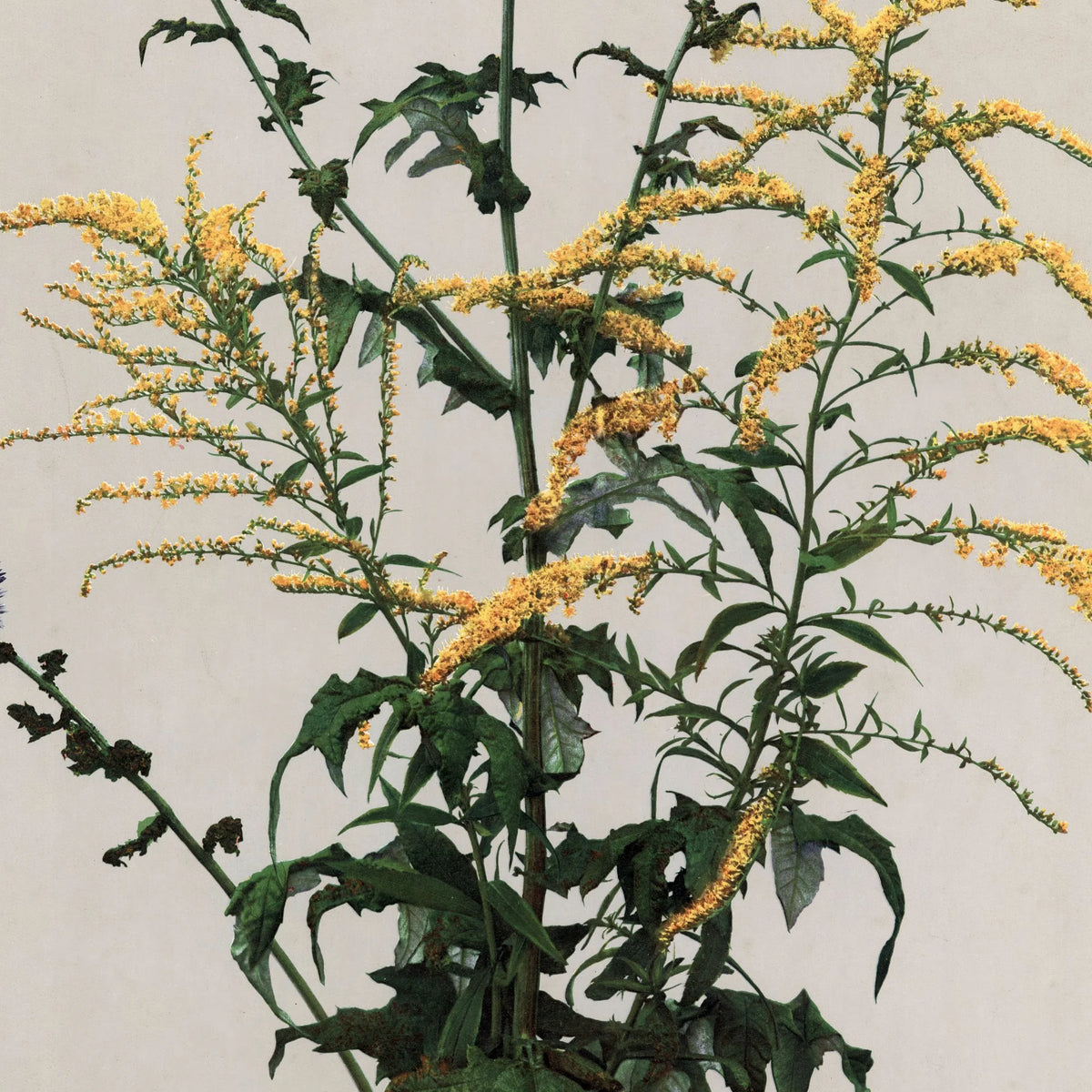 Tidselkugle og gyldenris 1910 - Botanisk planche – billede 4