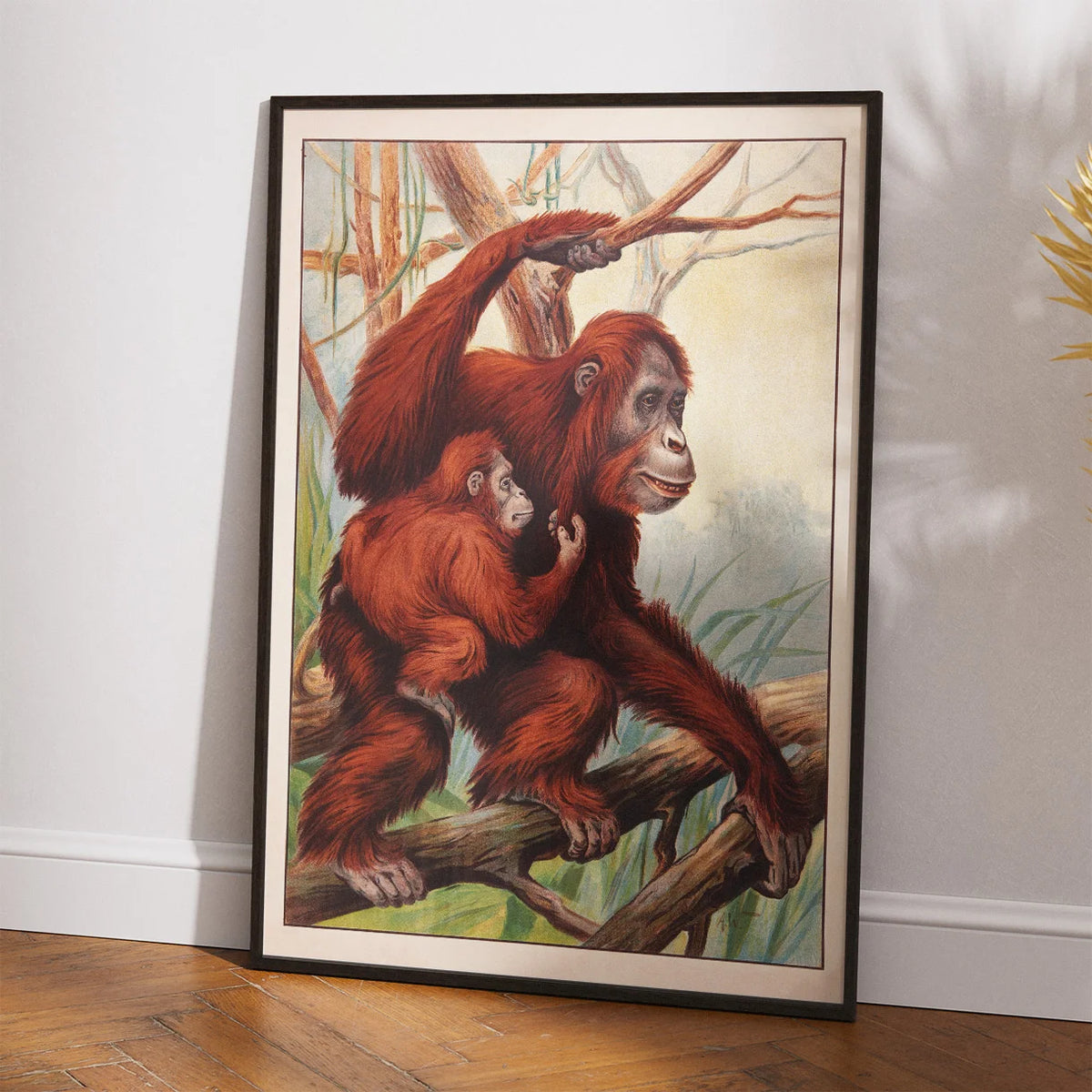 Orangutang 1910 - Zoologisk planche – billede 2