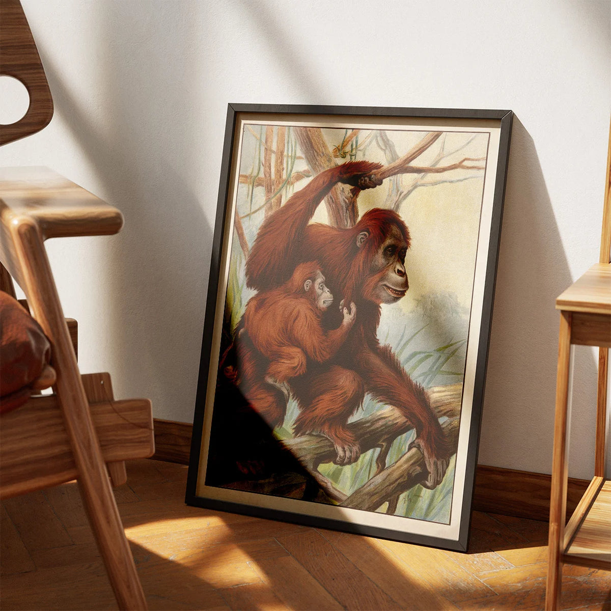 Orangutang 1910 - Zoologisk planche – billede 3