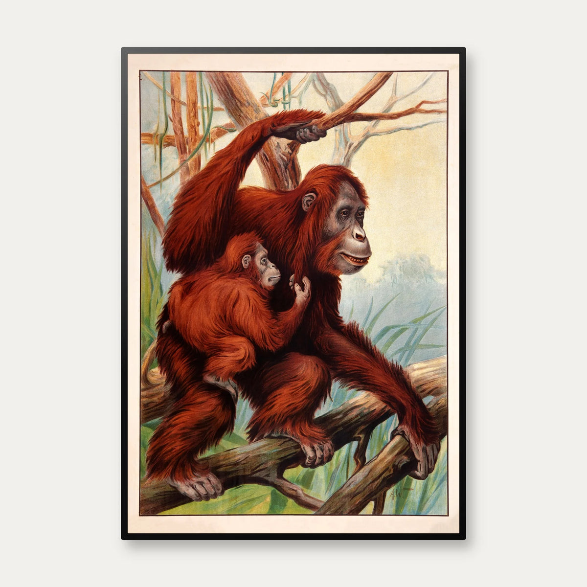Orangutang 1910 - Zoologisk planche – billede 1
