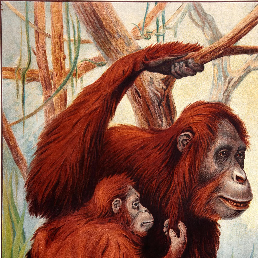 Orangutang 1910 - Zoologisk planche – billede 4