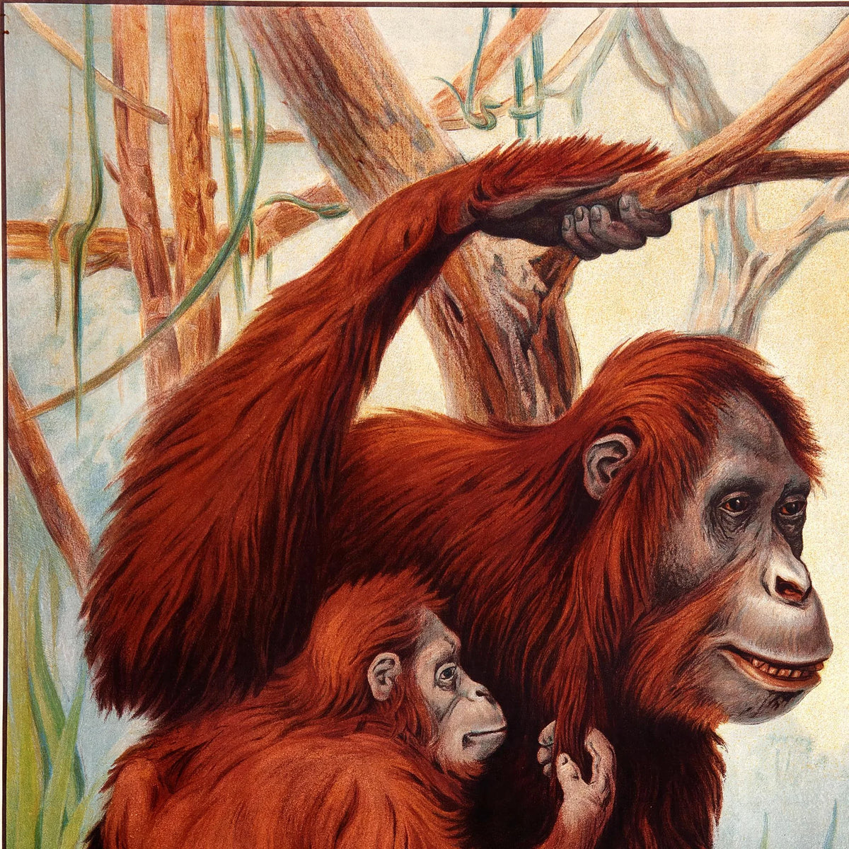 Orangutang 1910 - Zoologisk planche – billede 4