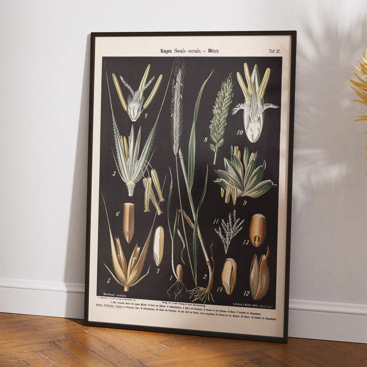 Rug og hvede 1894 - Botanisk planche – billede 2