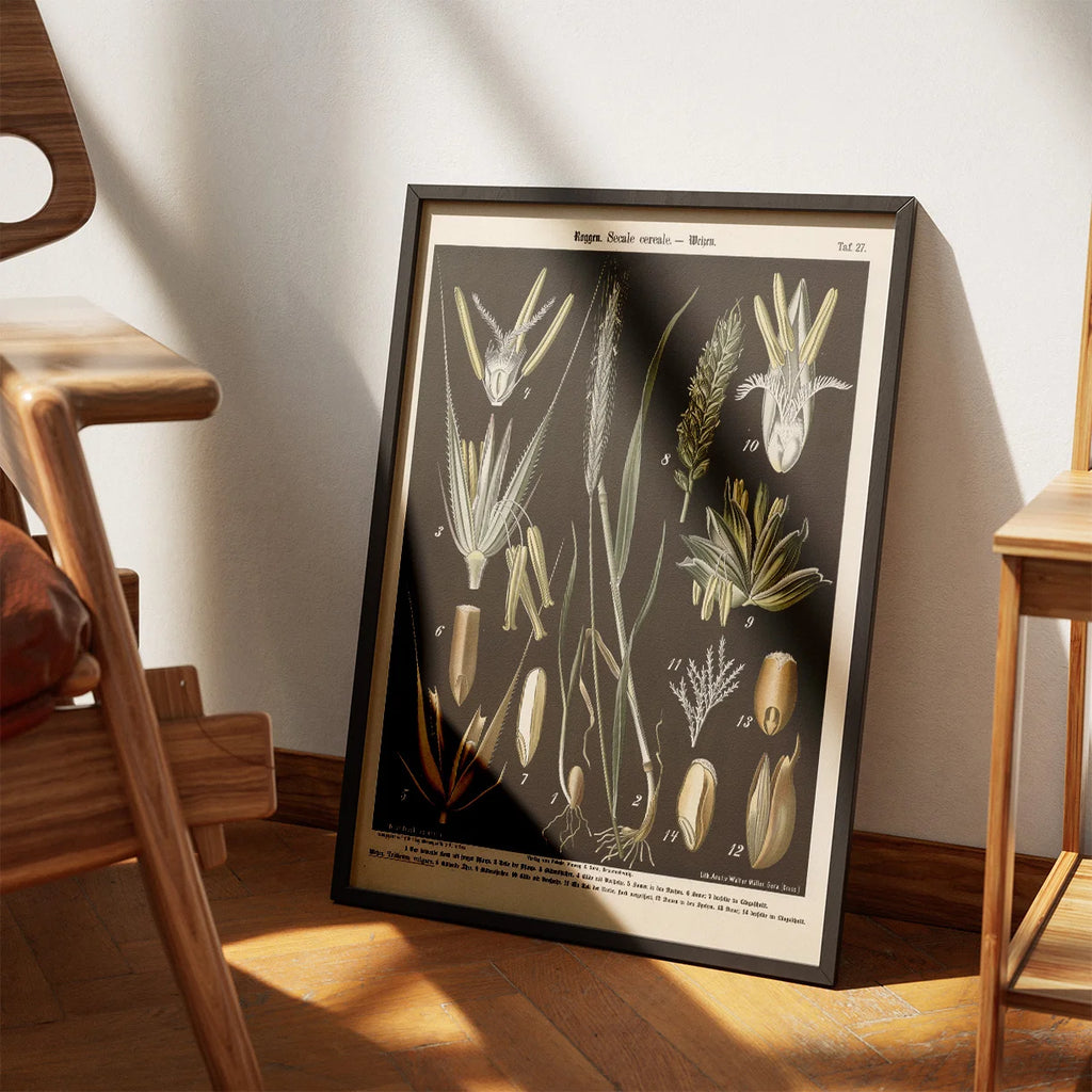 Rug og hvede 1894 - Botanisk planche – billede 3