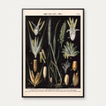 Rug og hvede 1894 - Botanisk planche – billede 1