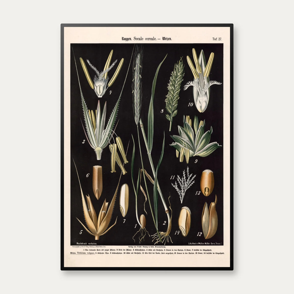 Rug og hvede 1894 - Botanisk planche – billede 1