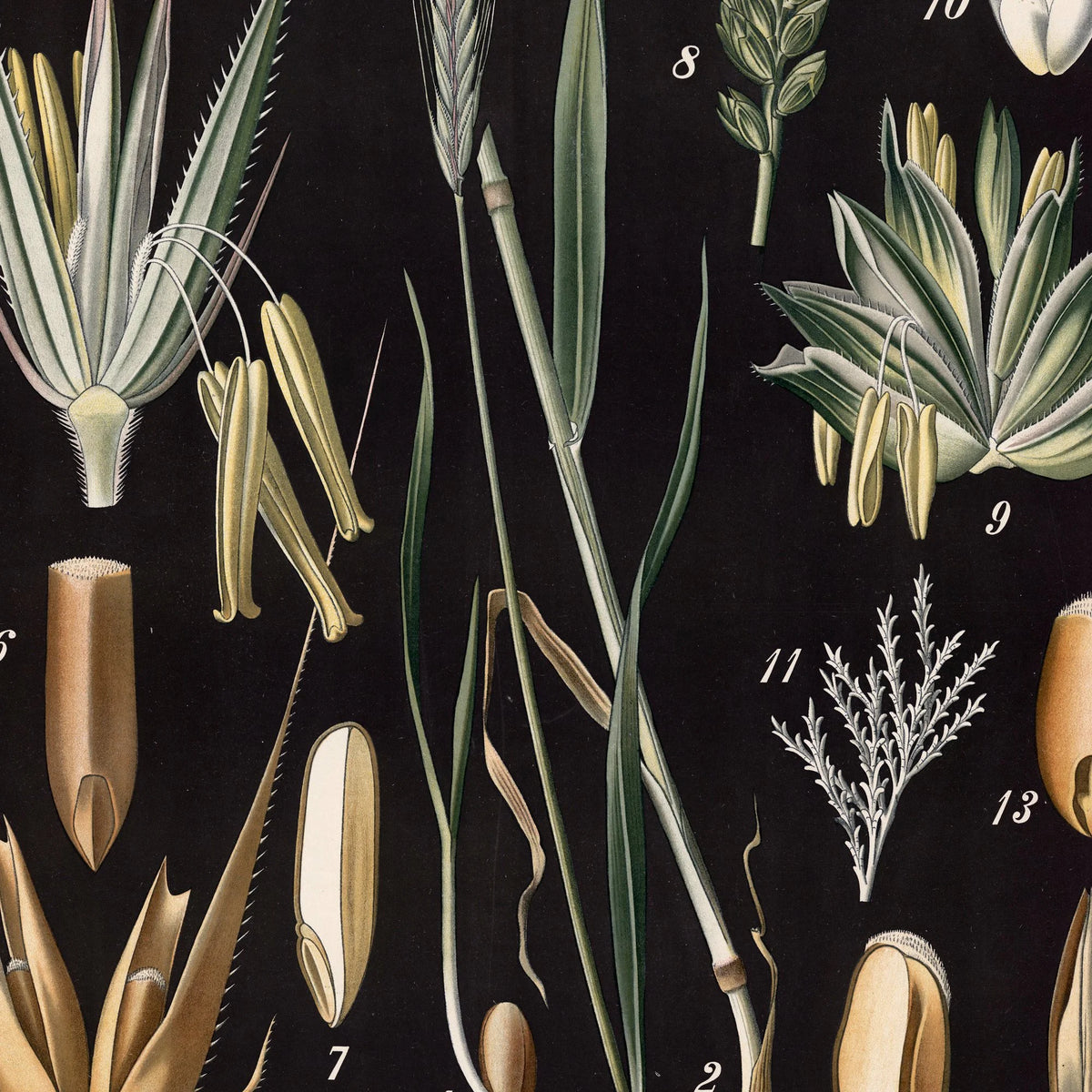 Rug og hvede 1894 - Botanisk planche – billede 4