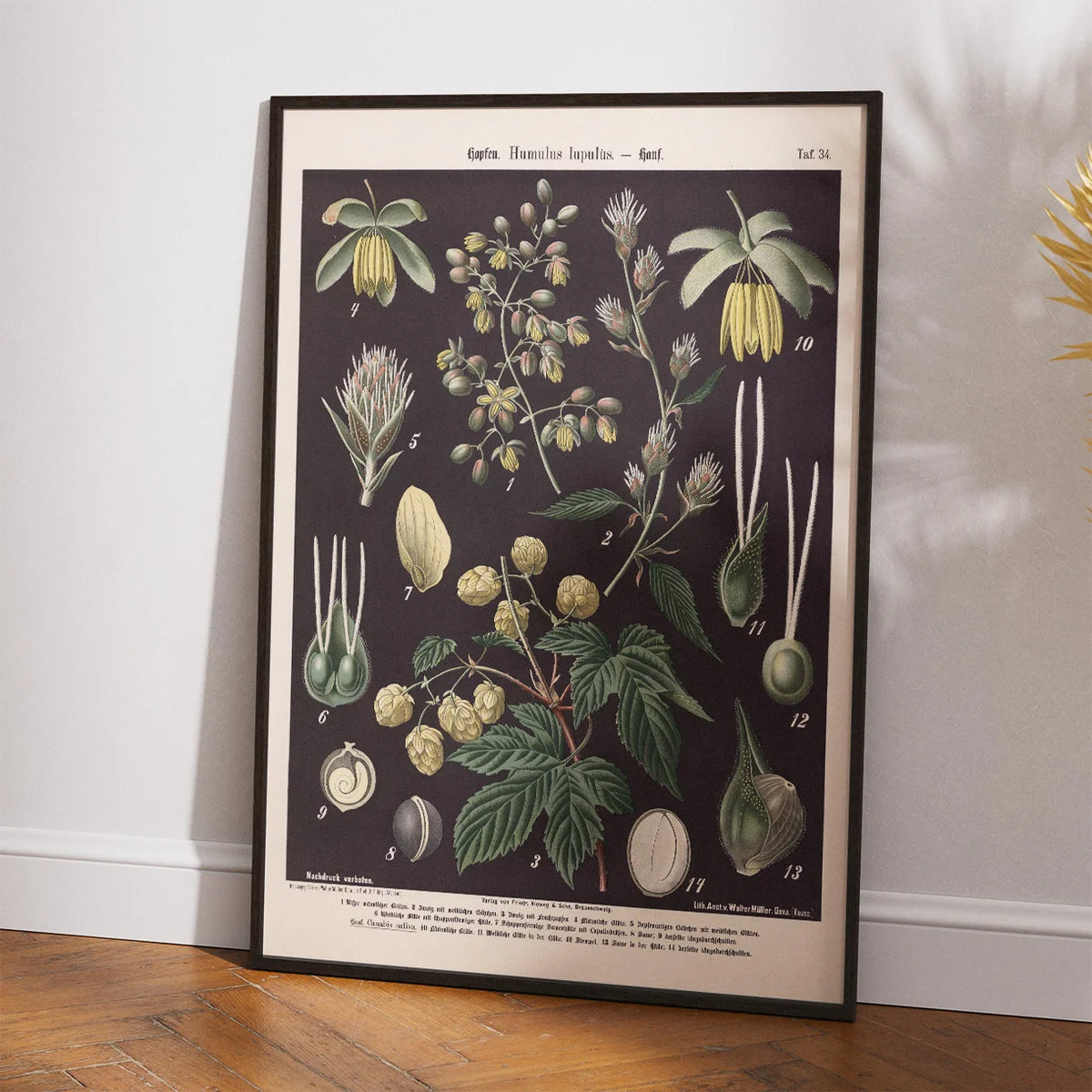 Humle og hamp 1894 - Botanisk planche – billede 2