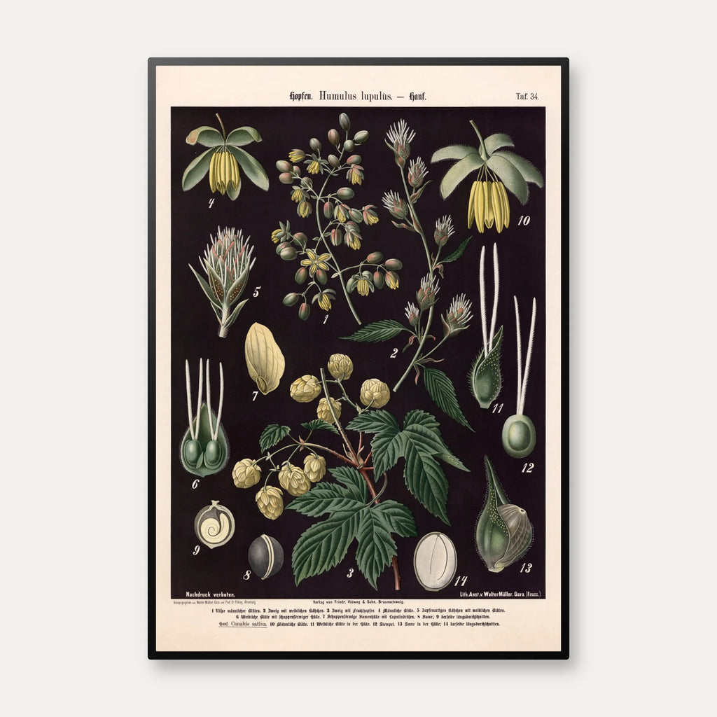 Humle og hamp 1894 - Botanisk planche – billede 1