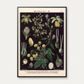 Humle og hamp 1894 - Botanisk planche – billede 1
