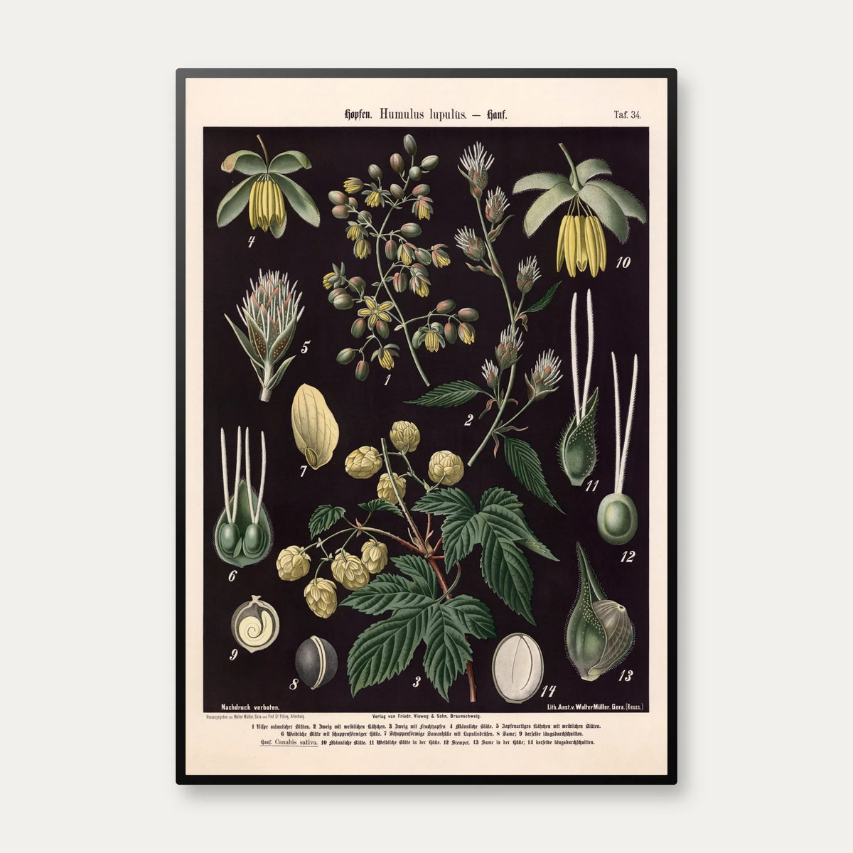 Humle og hamp 1894 - Botanisk planche – billede 1