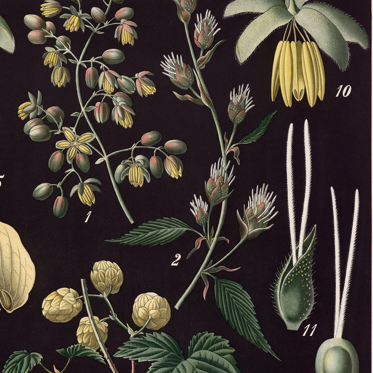 Humle og hamp 1894 - Botanisk planche – billede 4