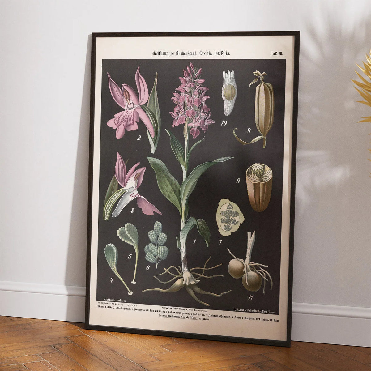 Bredbladet og almindelig gøgeurt 1894 - Botanisk planche – billede 2