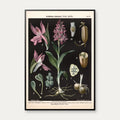 Bredbladet og almindelig gøgeurt 1894 - Botanisk planche – billede 1