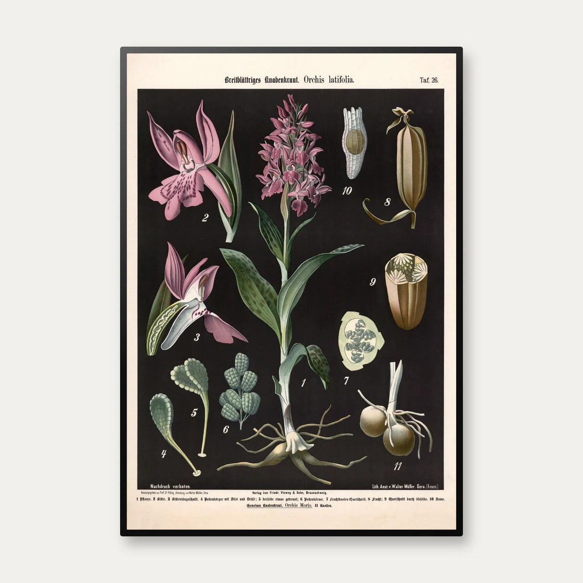 Bredbladet og almindelig gøgeurt 1894 - Botanisk planche – billede 1