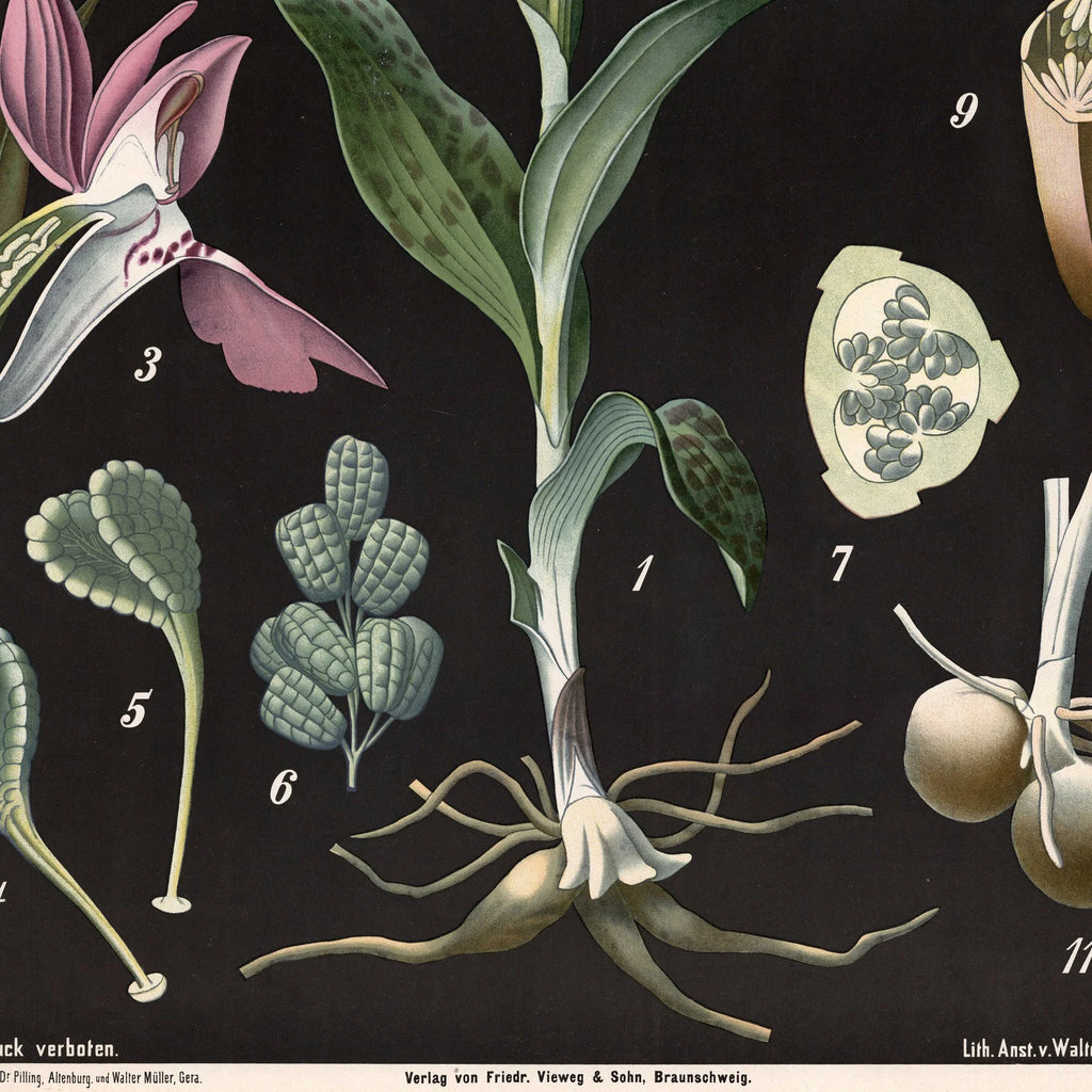Bredbladet og almindelig gøgeurt 1894 - Botanisk planche – billede 4