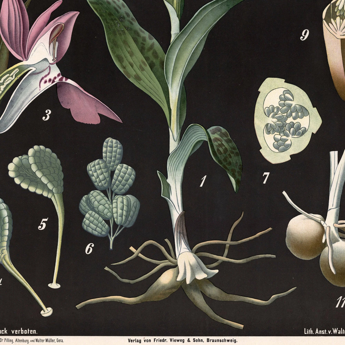 Bredbladet og almindelig gøgeurt 1894 - Botanisk planche – billede 4