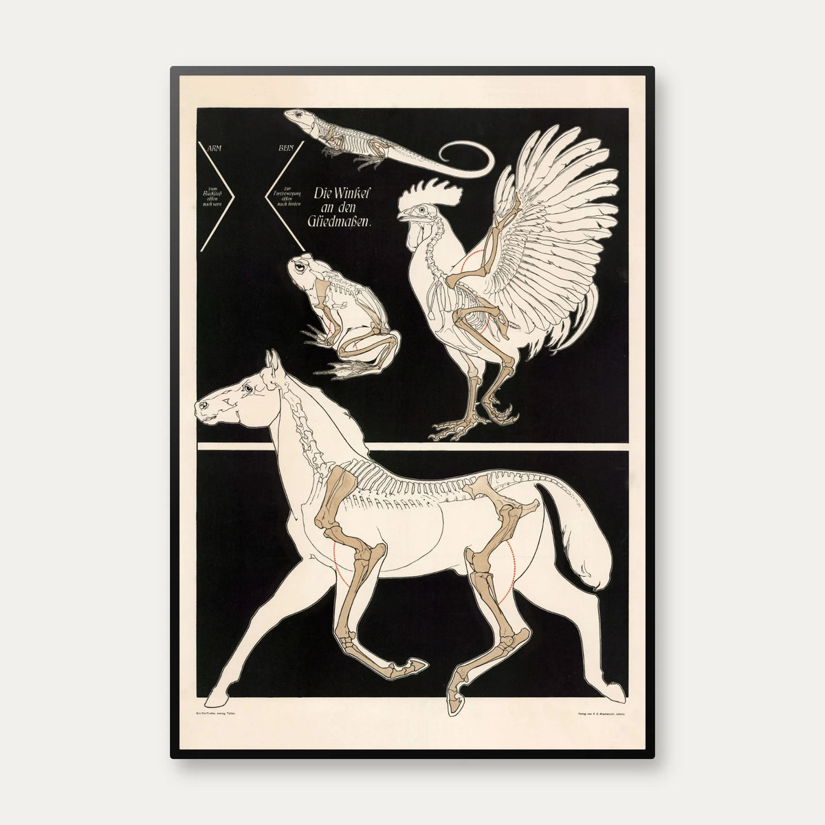 Vinklen i glideled 1907 - Zoologisk undervisningsplakat – billede 1